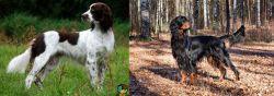 French Spaniel vs Gordon Setter - Breed Comparison