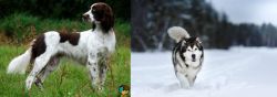 French Spaniel vs Siberian Husky - Breed Comparison