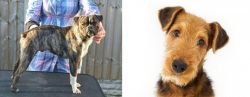 Fruggle vs Airedale Terrier - Breed Comparison