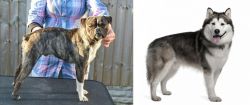 Fruggle vs Alaskan Malamute - Breed Comparison