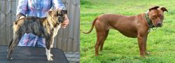 Fruggle vs American Pit Bull Terrier - Breed Comparison