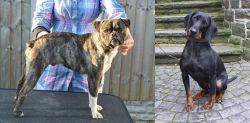 Fruggle vs Austrian Black and Tan Hound - Breed Comparison