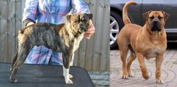 Fruggle vs Boerboel - Breed Comparison