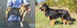Fruggle vs Bohemian Shepherd - Breed Comparison