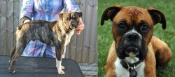 Fruggle vs Boxer - Breed Comparison