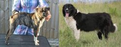 Fruggle vs Bulgarian Shepherd - Breed Comparison