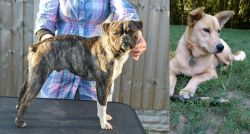 Fruggle vs Carolina Dog - Breed Comparison