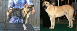 Fruggle vs Central Anatolian Shepherd - Breed Comparison