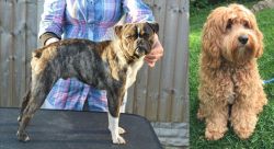 Fruggle vs Cockapoo - Breed Comparison