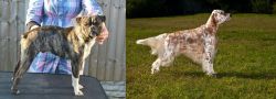 Fruggle vs English Setter - Breed Comparison