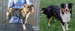Fruggle vs English Shepherd - Breed Comparison