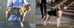 Fruggle vs Estonian Hound - Breed Comparison