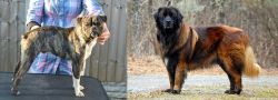 Fruggle vs Estrela Mountain Dog - Breed Comparison