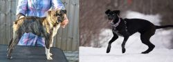 Fruggle vs Eurohound - Breed Comparison
