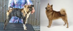 Fruggle vs Finnish Spitz - Breed Comparison