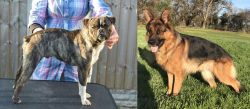 Fruggle vs German Shepherd - Breed Comparison