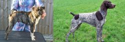 Fruggle vs German Shorthaired Pointer - Breed Comparison