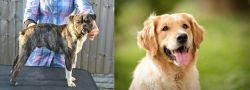 Fruggle vs Golden Retriever - Breed Comparison