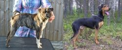 Fruggle vs Greek Harehound - Breed Comparison
