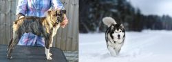 Fruggle vs Siberian Husky - Breed Comparison
