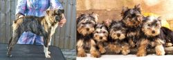 Fruggle vs Yorkshire Terrier - Breed Comparison