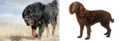 Gaddi Kutta vs American Water Spaniel - Breed Comparison