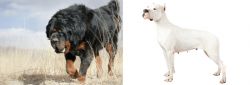 Gaddi Kutta vs Argentine Dogo - Breed Comparison