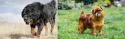 Gaddi Kutta vs Belgian Griffon - Breed Comparison