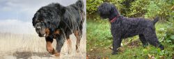 Gaddi Kutta vs Black Russian Terrier - Breed Comparison