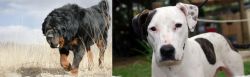 Gaddi Kutta vs Bull Arab - Breed Comparison