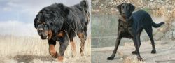 Gaddi Kutta vs Cao de Castro Laboreiro - Breed Comparison