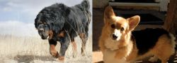 Gaddi Kutta vs Dorgi - Breed Comparison