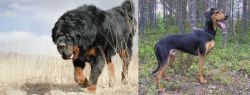 Gaddi Kutta vs Greek Harehound - Breed Comparison