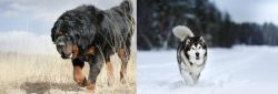 Gaddi Kutta vs Siberian Husky - Breed Comparison