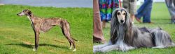Galgo Espanol vs Afghan Hound - Breed Comparison