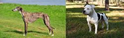 Galgo Espanol vs American Bulldog - Breed Comparison