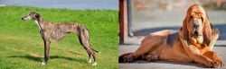 Galgo Espanol vs Bloodhound - Breed Comparison