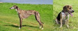 Galgo Espanol vs Bluetick Beagle - Breed Comparison