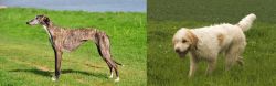 Galgo Espanol vs Briquet Griffon Vendeen - Breed Comparison