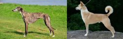 Galgo Espanol vs Canaan Dog - Breed Comparison