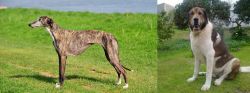 Galgo Espanol vs Cao de Gado Transmontano - Breed Comparison