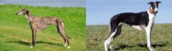 Galgo Espanol vs Chart Polski - Breed Comparison