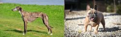 Galgo Espanol vs French Bulldog - Breed Comparison