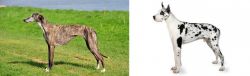 Galgo Espanol vs Great Dane - Breed Comparison