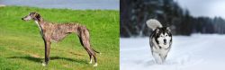 Galgo Espanol vs Siberian Husky - Breed Comparison