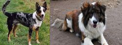 German Coolie vs Aidi - Breed Comparison
