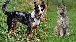 German Coolie vs Belgian Shepherd Dog (Laekenois) - Breed Comparison