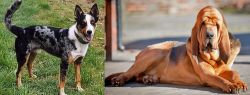 German Coolie vs Bloodhound - Breed Comparison