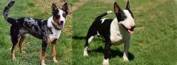 German Coolie vs Bull Terrier Miniature - Breed Comparison