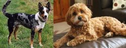 German Coolie vs Cavapoo - Breed Comparison